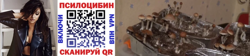 Галлюциногенные грибы ЛСД  даркнет как зайти  Дальнегорск 